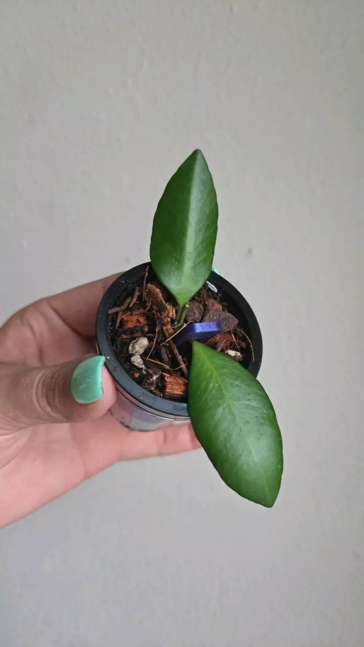 plant/⚠️Zinger! Hoya sp Yellow Sapphire #7009-0