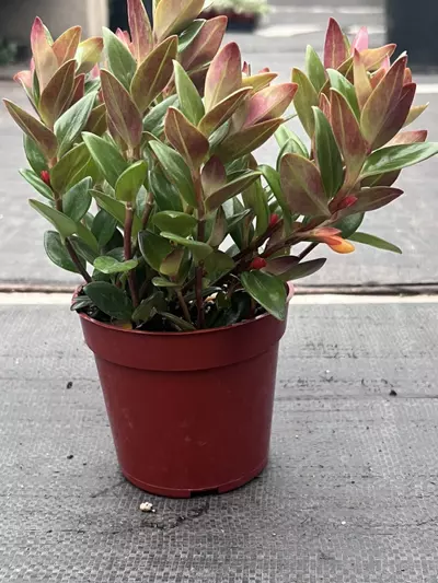 plant/Goldfish Plant 'Black Gold' 4" | Nematanthus Trailing Houseplant | Rare Goldfish-3-thumbnail