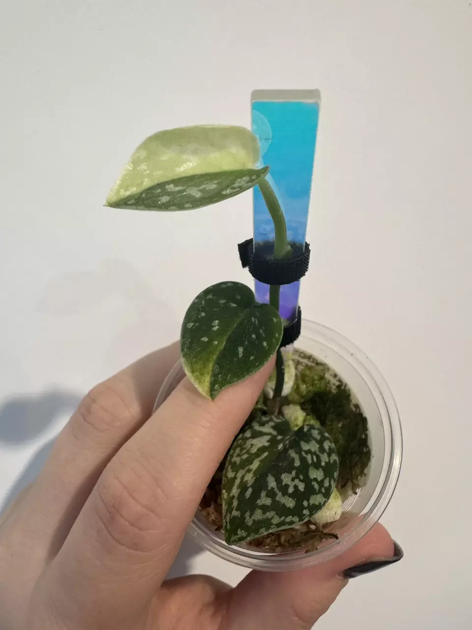 plant/Scindapsus variegated Snakeskin- Dara-1