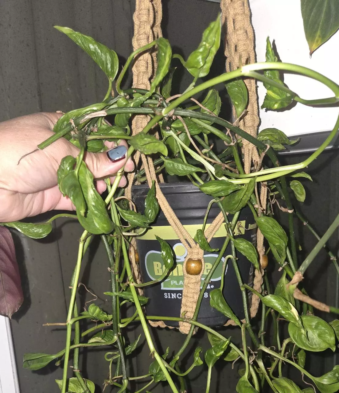 plant/Shangri La "Pothos"-0