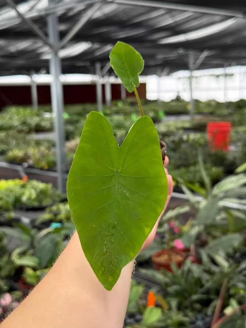 plant/Colocasia Blue Hawaii starter plant growers choice-1