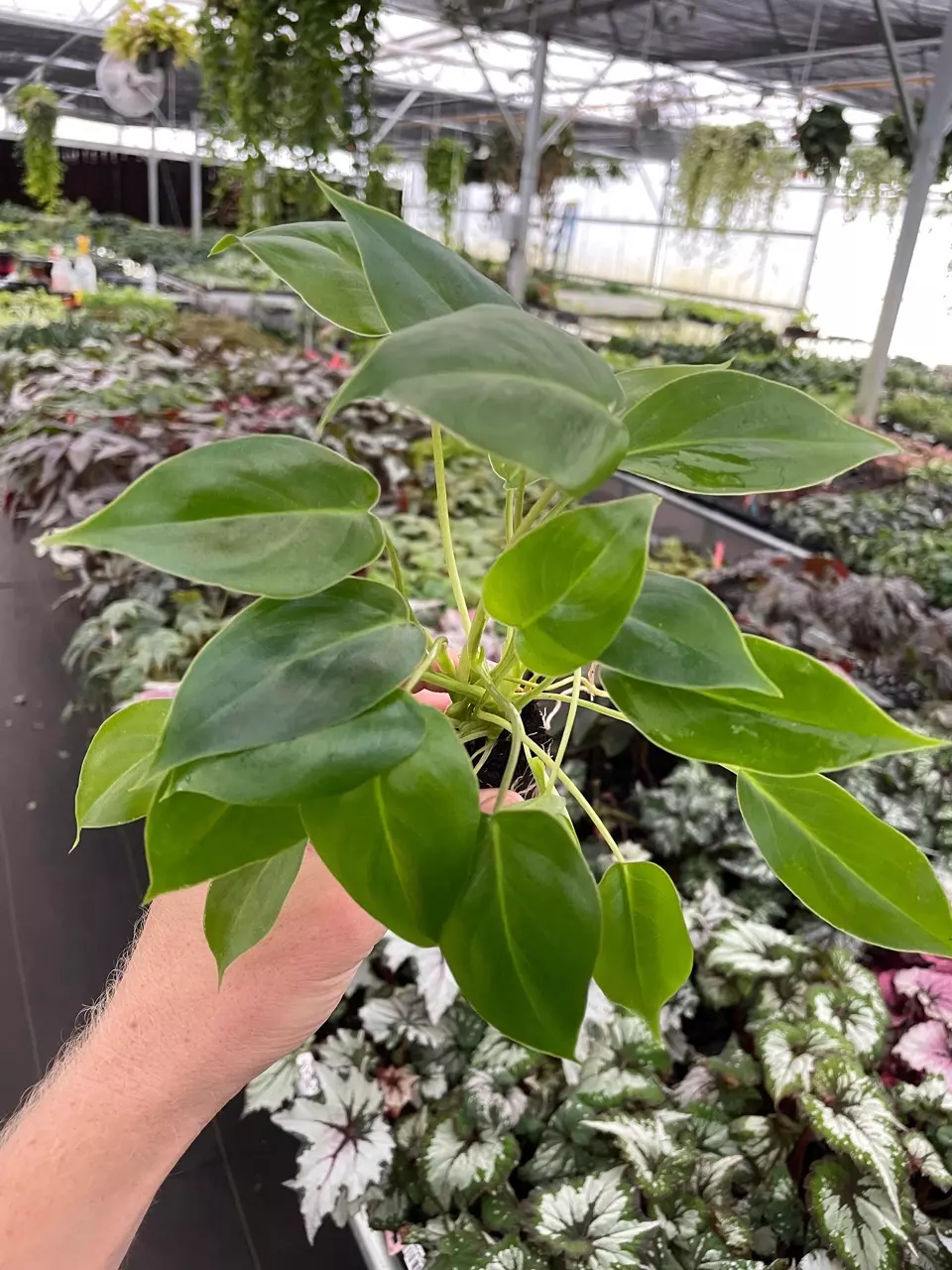 plant/Philodendron Burle Marx starter plant growers choice-1