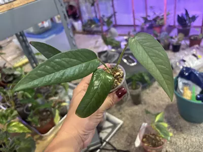 plant/Pothos Cebu Blue-0-thumbnail