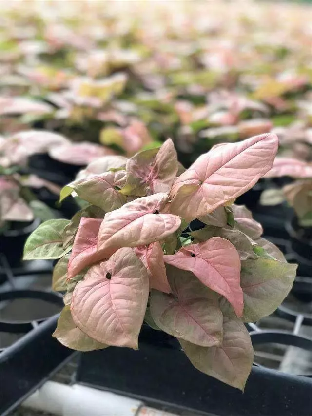 plant/Syngonium Regina Red starter plant growers choice-0