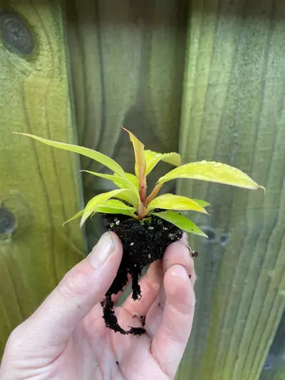 plant/New Hybrid! Philodendron Red King starter plant growers choice-3-thumbnail