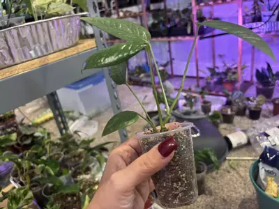 plant/Pothos Cebu Blue-1-thumbnail
