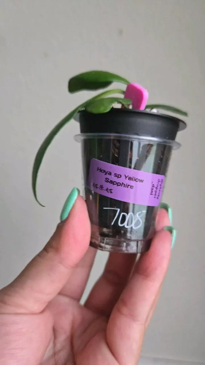 plant/⚠️Zinger! Hoya sp Yellow Sapphire #7008-2