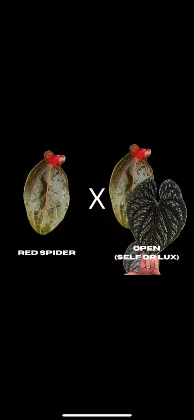 plant/$150 Value Mystery Seedling Box-3-thumbnail