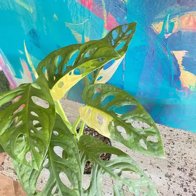 plant/Monstera Adansonii Variegated-5-thumbnail
