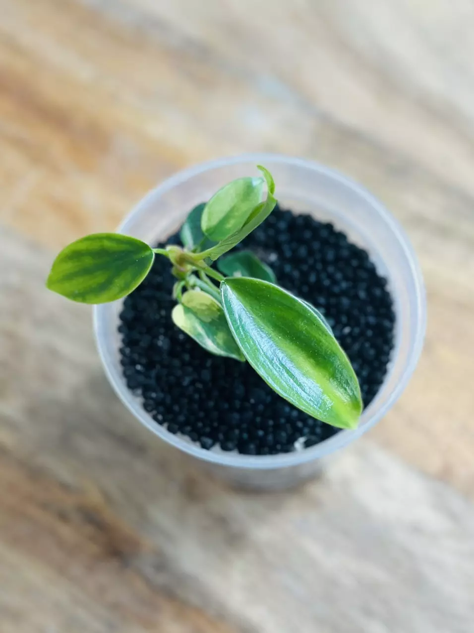 plant/Philodendron Florida Beauty-1