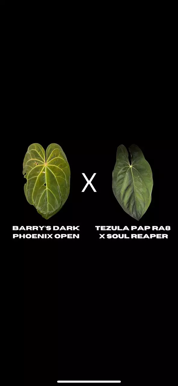 plant/$200 Value Mystery Seedling Box-7