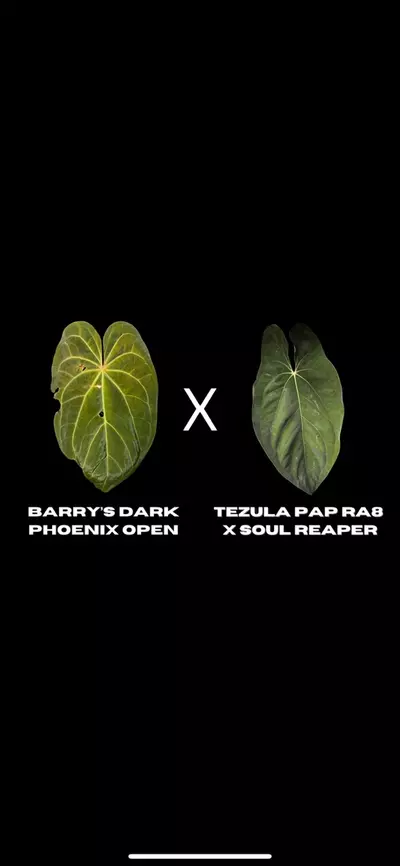 plant/$200 Value Mystery Seedling Box-7-thumbnail