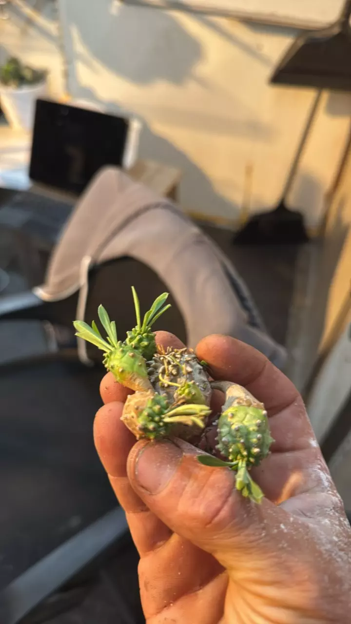 plant/Euphorbia Japonica-0