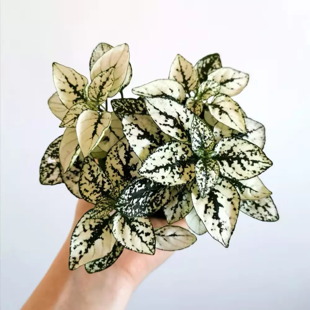 plant/Hypoestes White starter plant growers choice-0