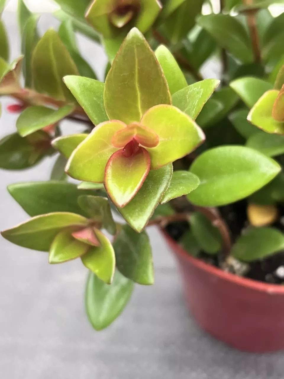 plant/Goldfish Plant 'Black Gold' 4" | Nematanthus Trailing Houseplant | Rare Goldfish-1