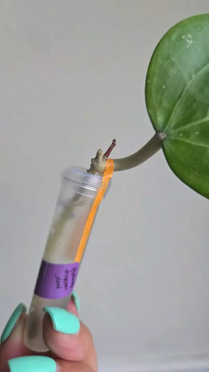 plant/⚠️ Zingers! Hoya aff Glabra #1007 🚨grow light burn damage🚨-4