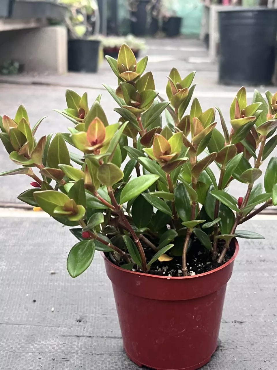 plant/Goldfish Plant 'Black Gold' 4" | Nematanthus Trailing Houseplant | Rare Goldfish-0