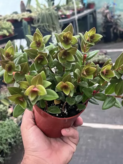 plant/Goldfish Plant 'Black Gold' 4" | Nematanthus Trailing Houseplant | Rare Goldfish-6-thumbnail