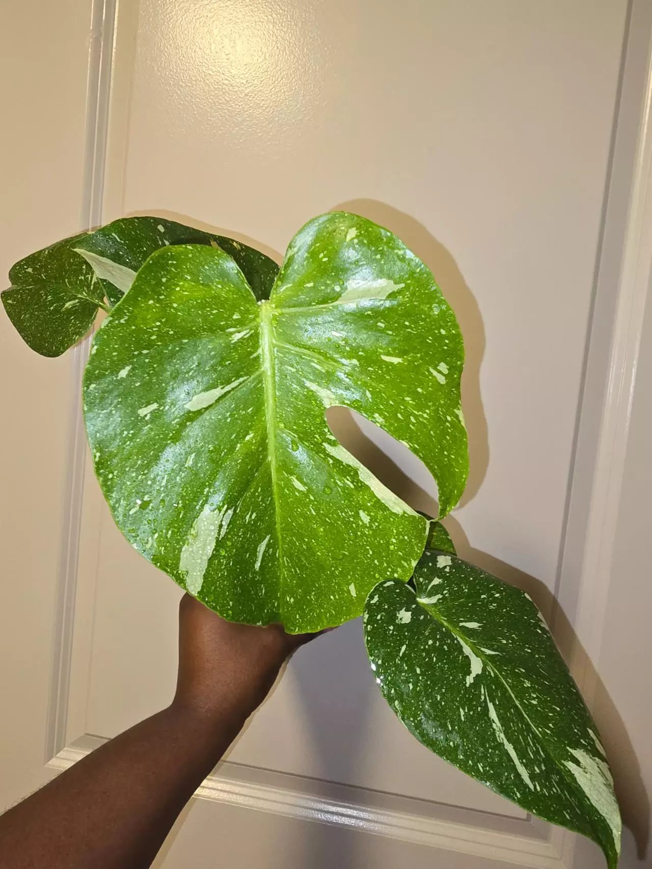 plant/Monstera Thai Constellation in 4 inch pot. Seller's choice.-0