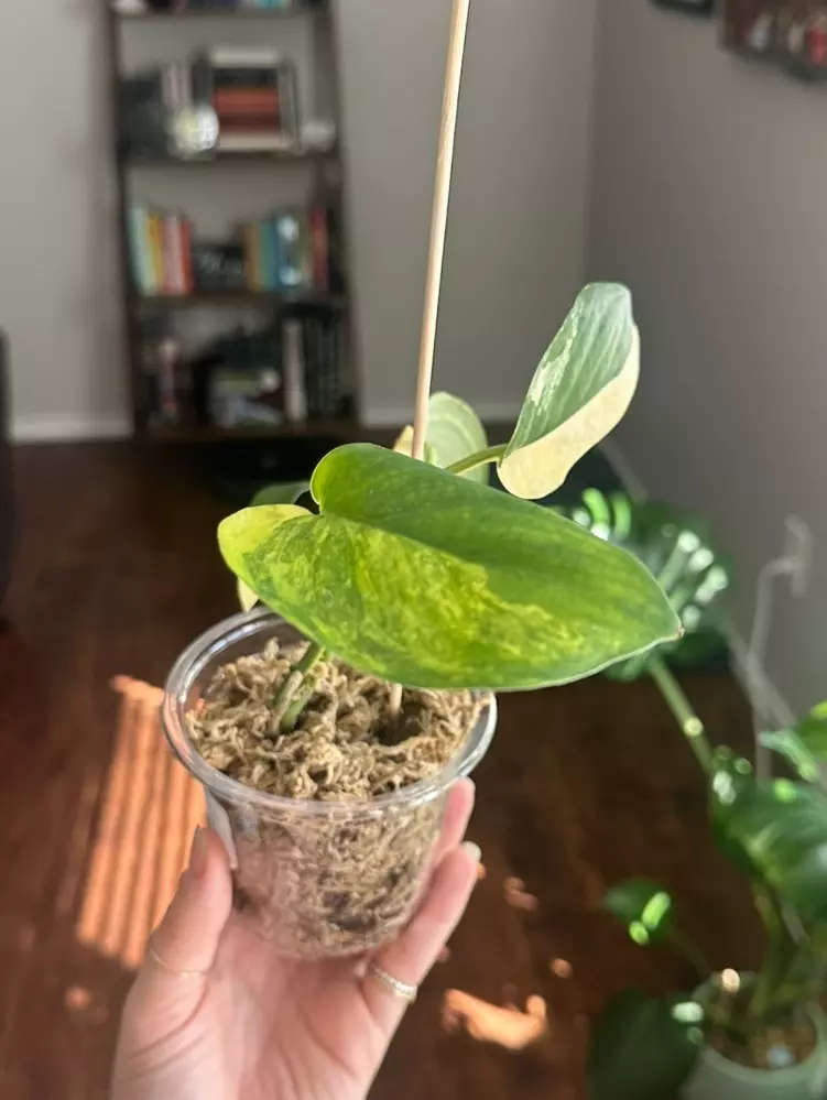 plant/Jade Satin Aurea Scindapsus-2