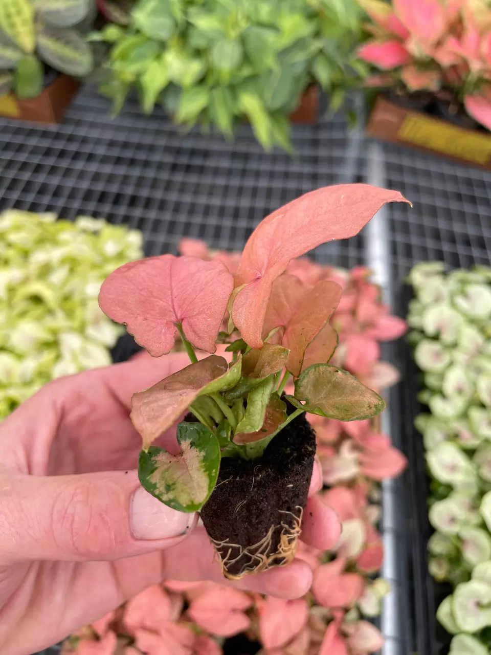 plant/Syngonium Coral starter plant growers choice-4