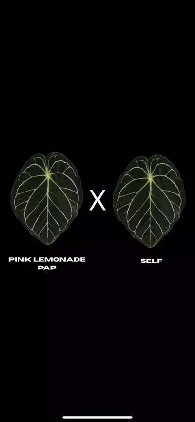 plant/$150 Value Mystery Seedling Box-4-thumbnail