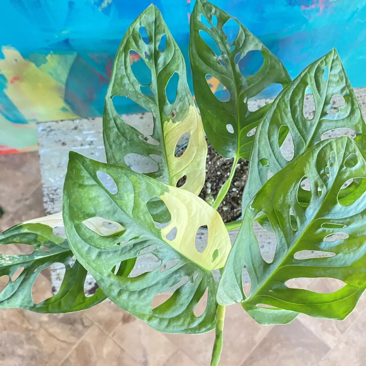 plant/Monstera Adansonii Variegated-0