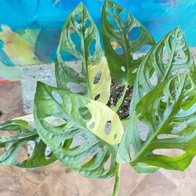 plant/Monstera Adansonii Variegated-0-thumbnail