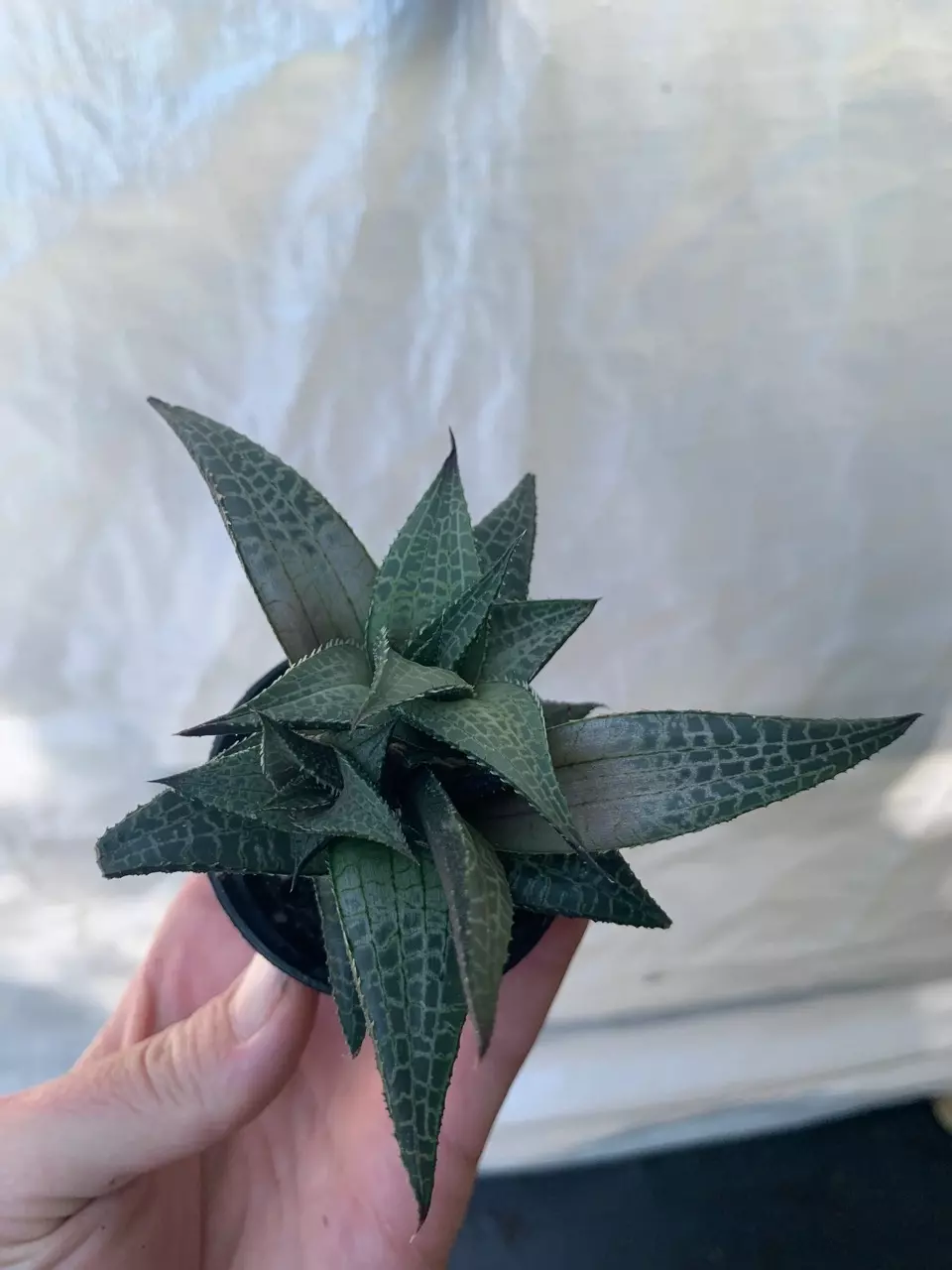 plant/Haworthia Tessellata starter plant growers choice-1