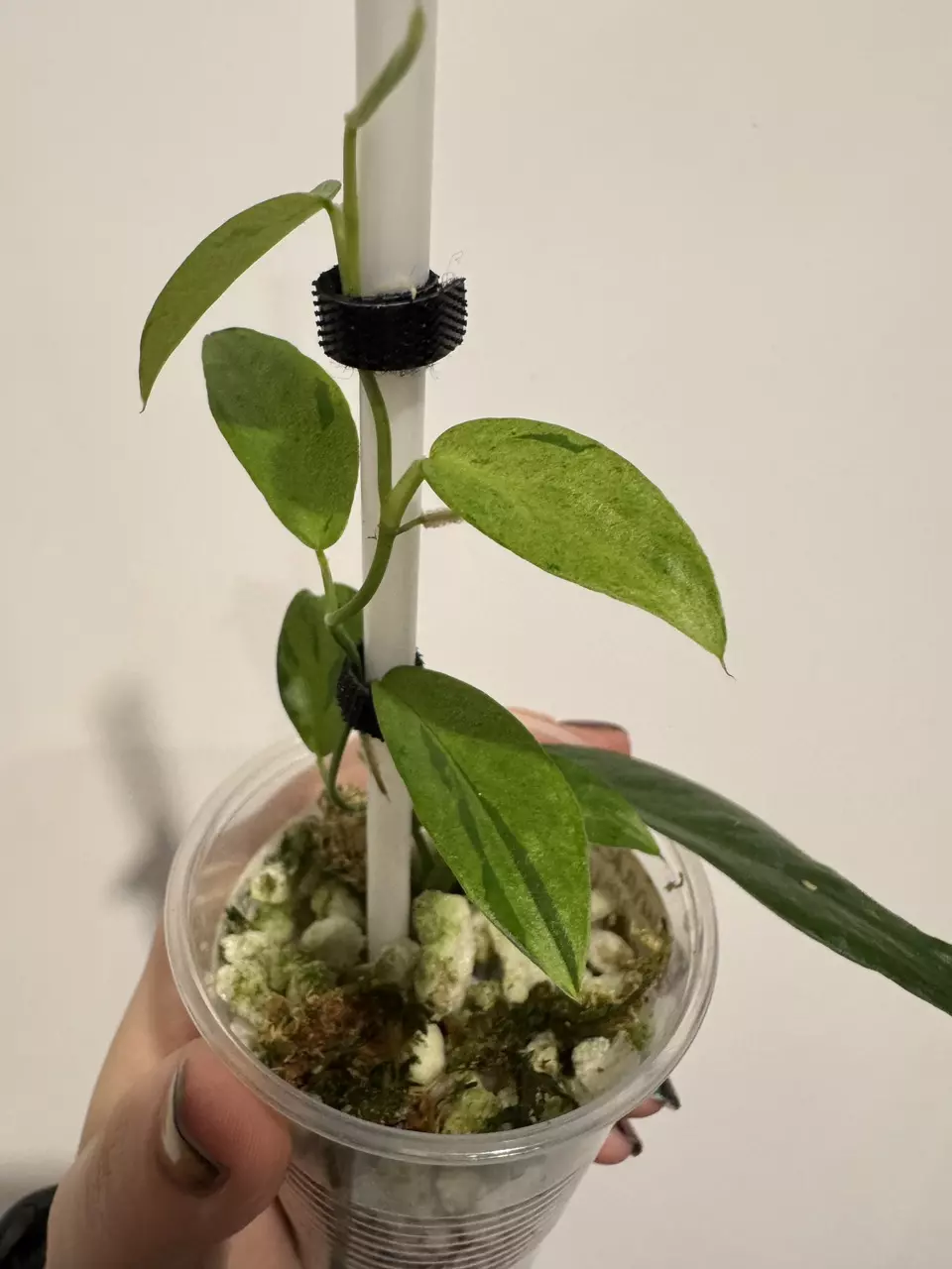 plant/NOID - Green on Green Rhaph or Giganteum-1