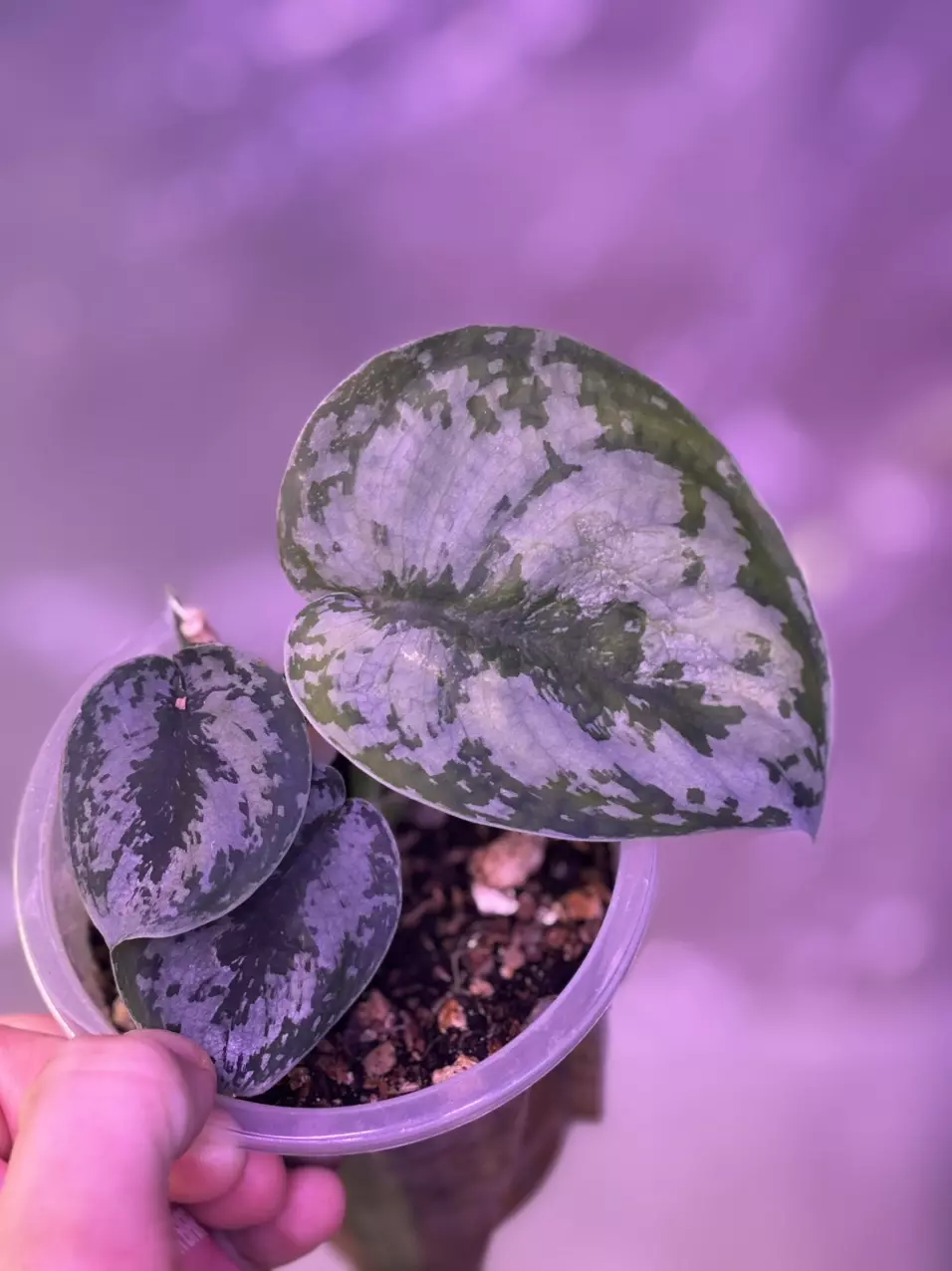 plant/Scindapsus NOID-0