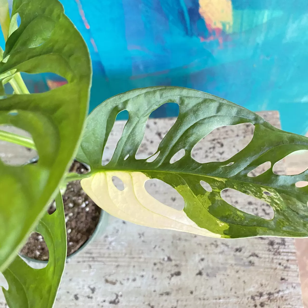 plant/Monstera Adansonii Variegated-1