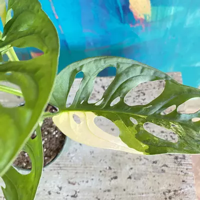 plant/Monstera Adansonii Variegated-1-thumbnail