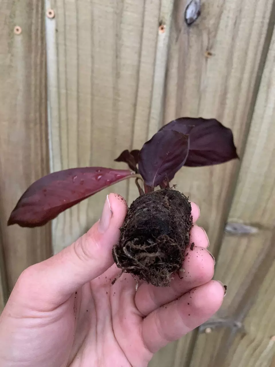 plant/Calathea Royal Standard starter plant growers choice-4
