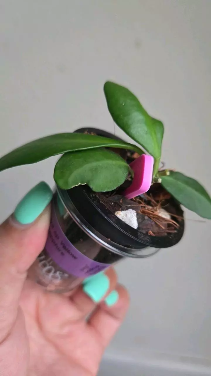 plant/⚠️Zinger! Hoya sp Yellow Sapphire #7008-1