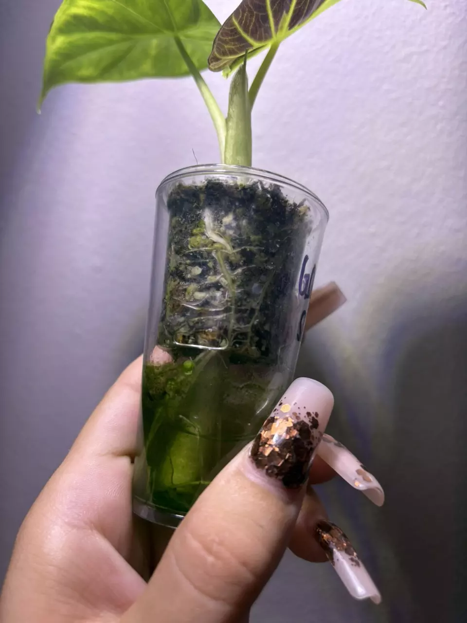 plant/✨Alocasia GOG Regal Shield✨-3