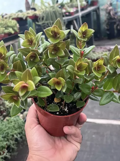 plant/Goldfish Plant 'Black Gold' 4" | Nematanthus Trailing Houseplant | Rare Goldfish-5-thumbnail