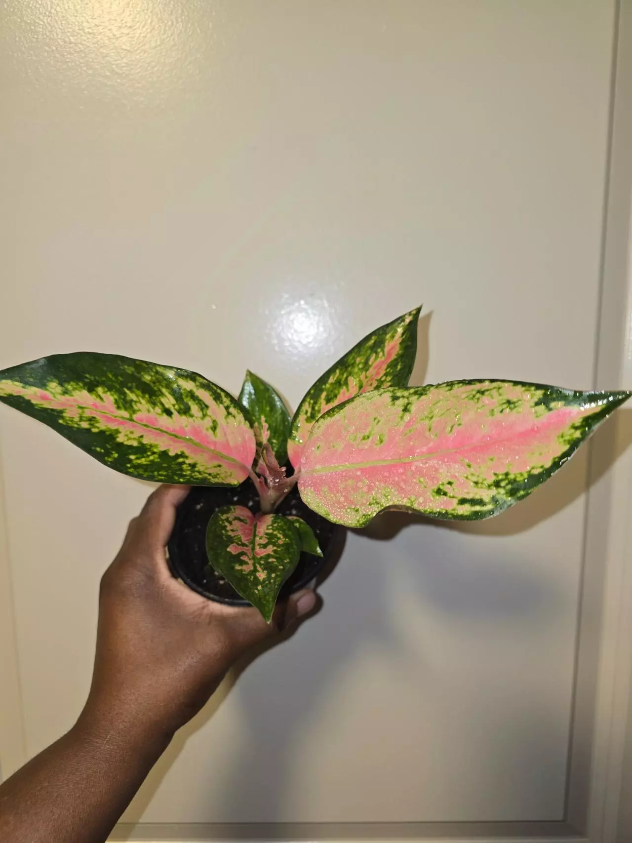 plant/Aglaonema China Red in 4 inch pot.-1