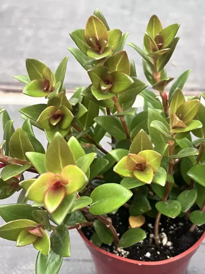 plant/Goldfish Plant 'Black Gold' 4" | Nematanthus Trailing Houseplant | Rare Goldfish-8-thumbnail