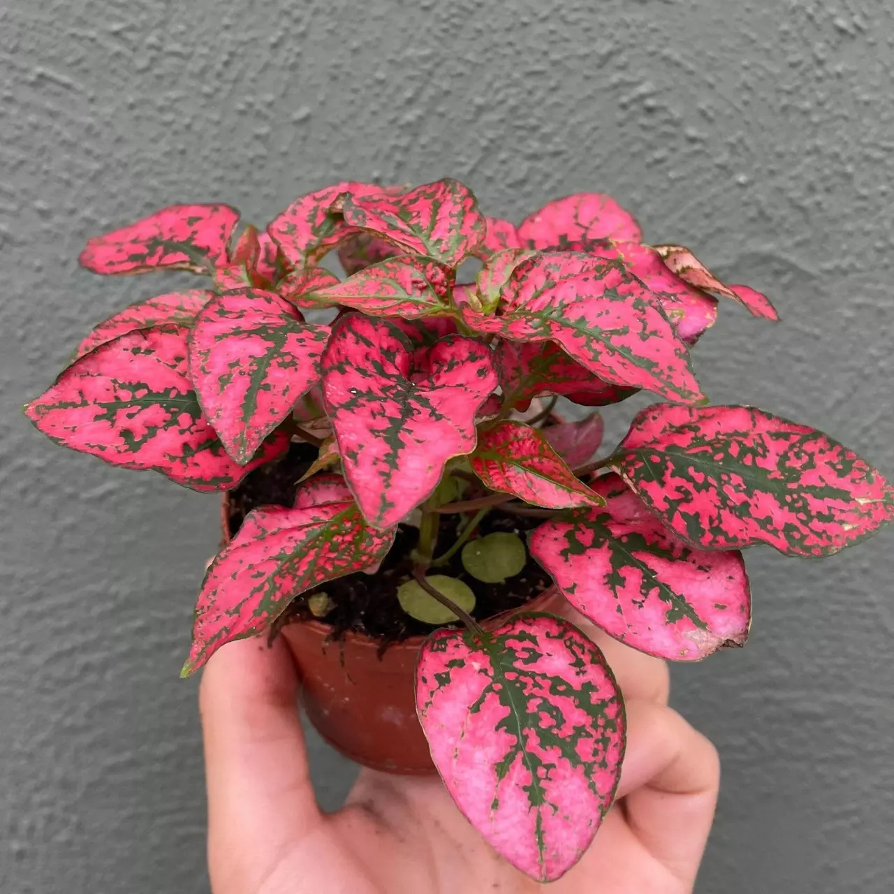 plant/Hypoestes Red starter plant growers choice-0