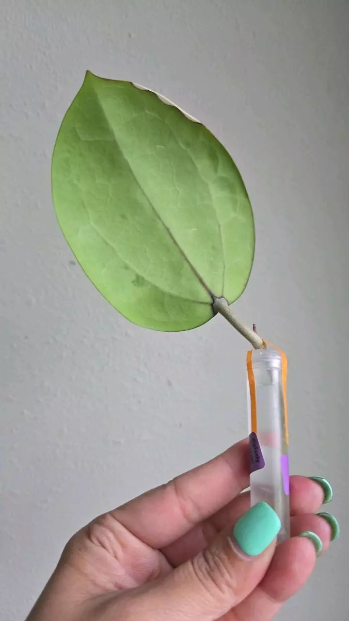 plant/⚠️ Zingers! Hoya aff Glabra #1007 🚨grow light burn damage🚨-1