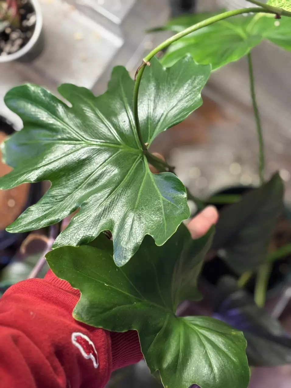 plant/Philodendron Selloum-0