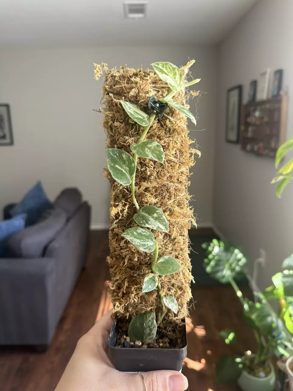 plant/Araceae Rhaphiophora Albo Variegated-0