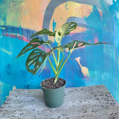 plant/Monstera Adansonii Variegated-3-thumbnail