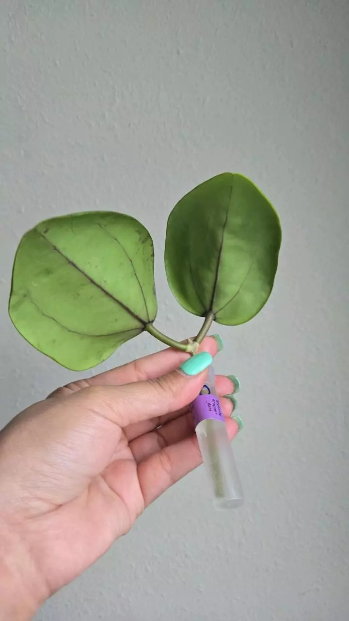 plant/Hoya aff Glabra #1011-3