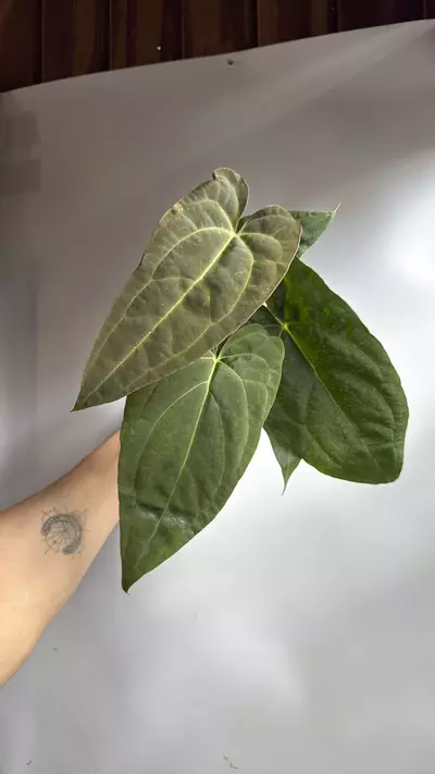 plant/Anthurium Red Crystal x Crystallinum 4" Pot-1-thumbnail