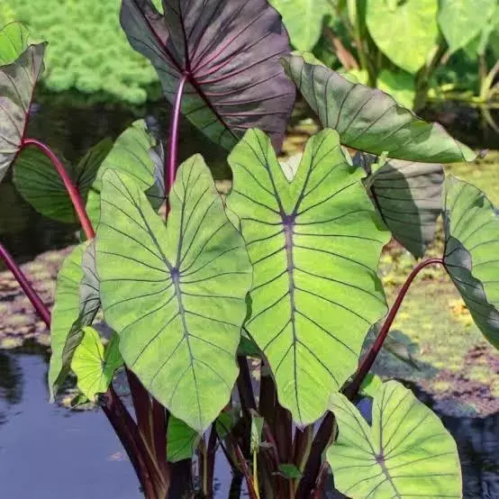 plant/Colocasia Blue Hawaii starter plant growers choice-0