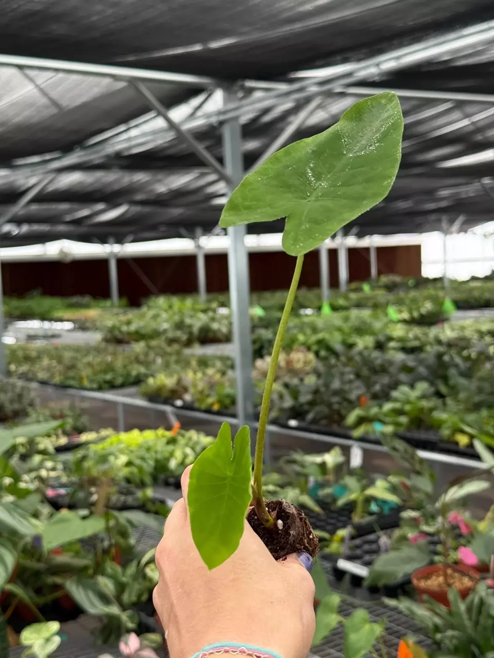 plant/Colocasia Blue Hawaii starter plant growers choice-4