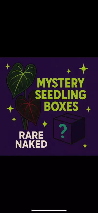 plant/$150 Value Mystery Seedling Box-0-thumbnail