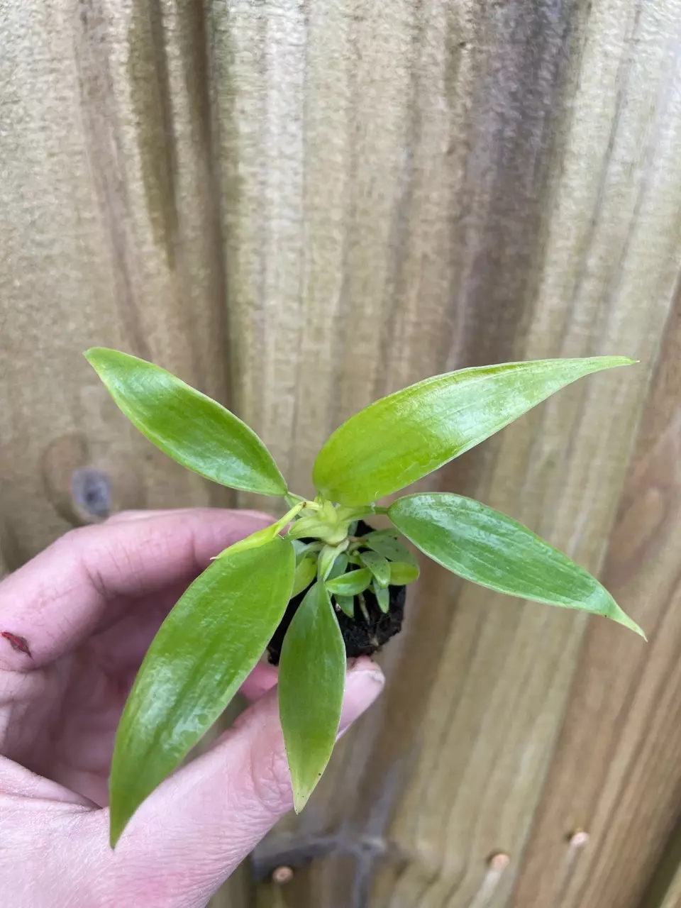 plant/Philodendron Panduriforme starter plant growers choice-1